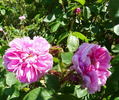 Bérangère rose photo
