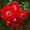 Biddulph Grange rose photo