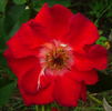Biddulph Grange rose photo