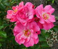 Blühwunder ® rose photo