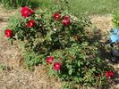 C4103 rose photo