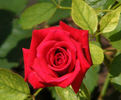 Robin Alonso ™ rose photo