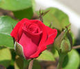 Robin Alonso ™ rose photo