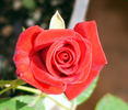 Patron rose photo
