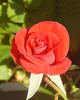 Patron rose photo