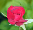 Patron rose photo