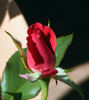 Patron rose photo