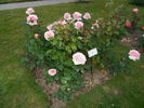 Angel eyes rose photo