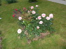 Angel eyes rose photo
