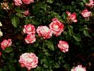 La Minuette rose photo