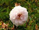 Angelita ® rose photo