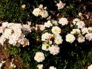 Angelita ® rose photo
