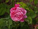 ČSR rose photo