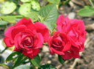 Montana ™ rose photo