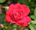 Montana ™ rose photo