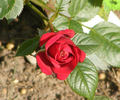 Montana ™ rose photo