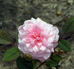 Little Sir Echo rose photo