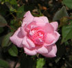 Little Sir Echo rose photo