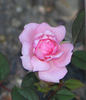 Little Sir Echo rose photo