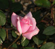 Little Sir Echo rose photo