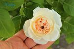 Feeling rose photo