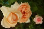 Feeling rose photo