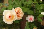 Feeling rose photo