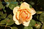 Feeling rose photo