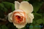 Feeling rose photo