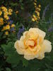 Anson Jones rose photo