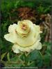 Greta rose photo