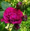 Désirée Fontaine rose photo