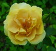 Goldbusch rose photo