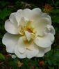 Goldbusch rose photo