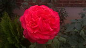 Barbara rose photo