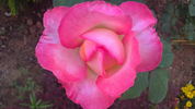 Barbara rose photo