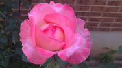 Barbara rose photo