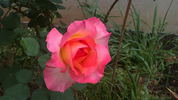 Barbara rose photo