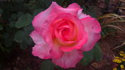 Barbara rose photo