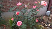 Barbara rose photo