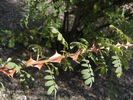 R. omeiensis chrysocarpa rose photo