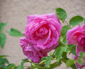 Miss Rowena Thom rose photo