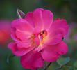 Arpeggio rose photo