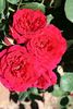 Alecto rose photo