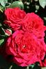 Alecto rose photo