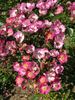 Černica rose photo