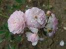 Ružovienky rose photo