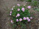Rúži 1 rose photo