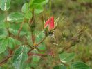 Gallof rose photo