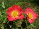 Gallof rose photo